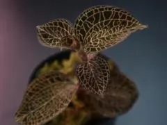 2026年最新】ロクスバーギーの人気アイテム - メルカリ