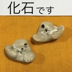 2026年最新】イルカの耳骨の化石の人気アイテム - メルカリ