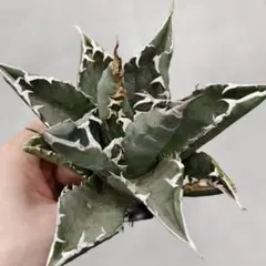 2026年最新】アガベ悪魔くんの人気アイテム - メルカリ