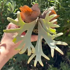 2026年最新】jenny tcの人気アイテム - メルカリ