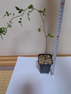 2026年最新】コミフォラモンストローサの人気アイテム - メルカリ