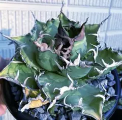 2026年最新】スーパーチタノタの人気アイテム - メルカリ