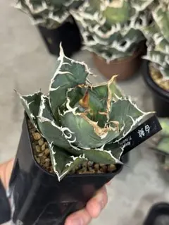 2026年最新】アガベ 白鯨 大株の人気アイテム - メルカリ