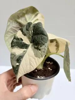 アロカシア マハラニ アルボバリエガータ 極斑 - メルカリ