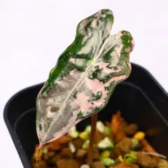 2026年最新】アロカシア ノビリスの人気アイテム - メルカリ