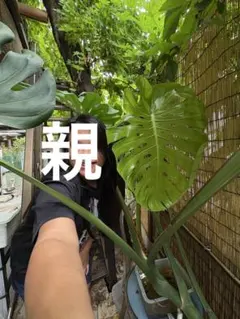 2026年最新】マクロコズム デリシオーサの人気アイテム - メルカリ