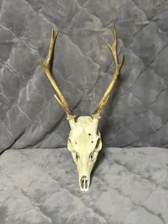 2026年最新】鹿 トロフィーの人気アイテム - メルカリ