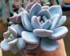 2026年最新】beehouse 多肉の人気アイテム - メルカリ