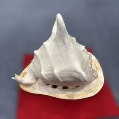 2026年最新】ホラガイの人気アイテム - メルカリ