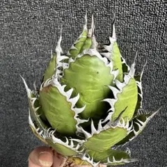 2026年最新】アガベ ホリダ 大株の人気アイテム - メルカリ