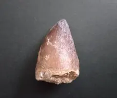 2026年最新】モササウルス 歯 化石の人気アイテム - メルカリ