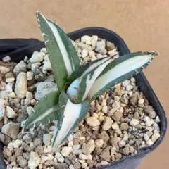 2026年最新】太陽神 アガベの人気アイテム - メルカリ