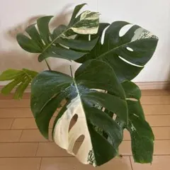 2026年最新】モンステラ ミントの人気アイテム - メルカリ