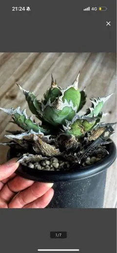 2026年最新】アガベ オアハカ 現地の人気アイテム - メルカリ