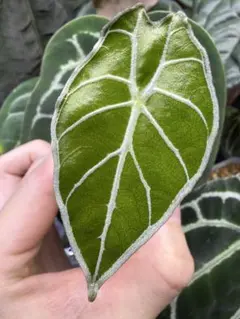 2026年最新】アロカシア ワトソニア ライトニングの人気アイテム