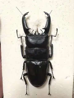 2026年最新】パラワンオオヒラタの人気アイテム - メルカリ