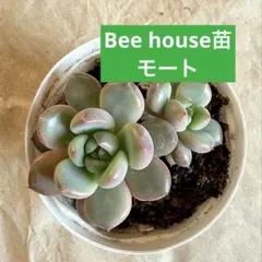 2026年最新】beehouse 多肉の人気アイテム - メルカリ