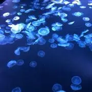 悪魔執事と黒い猫(あくねこ) フェネス・オズワルド 缶バッジ - メルカリ