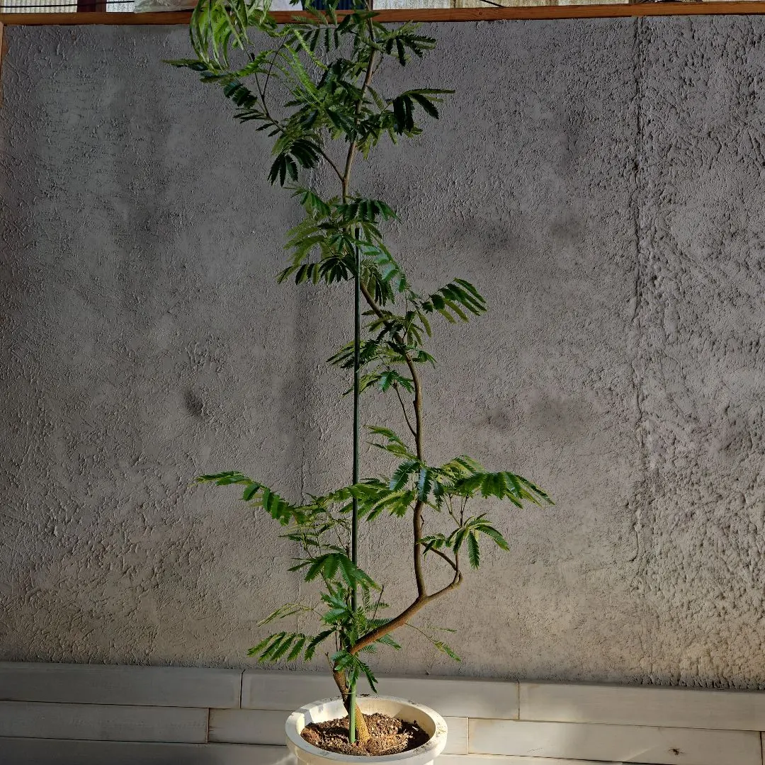 2026年最新】エバーフレッシュ大型の人気アイテム - メルカリ