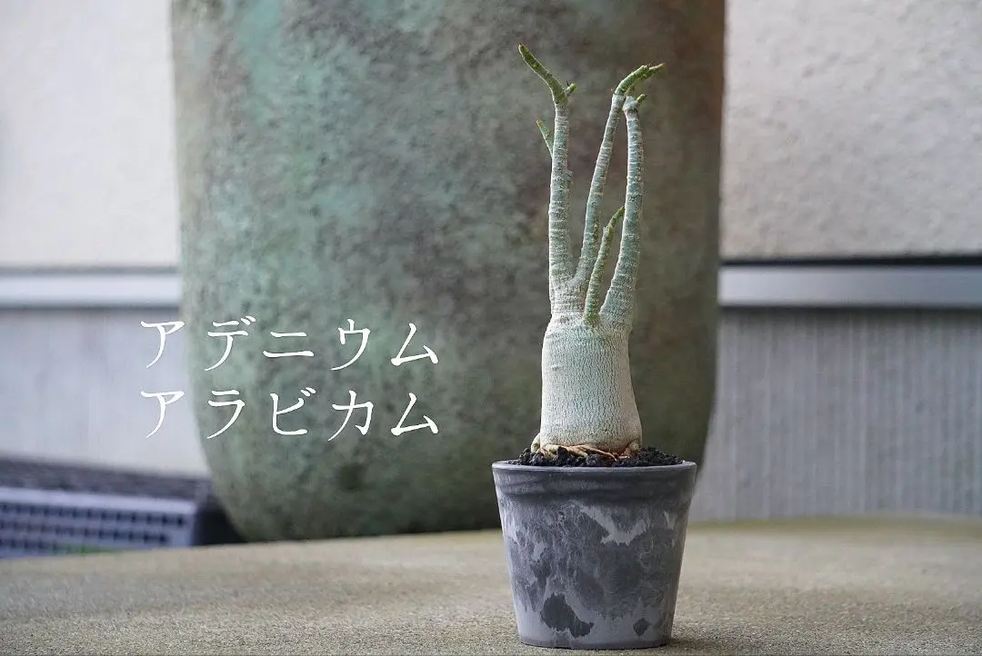 2026年最新】タコ足 アデニウムの人気アイテム - メルカリ