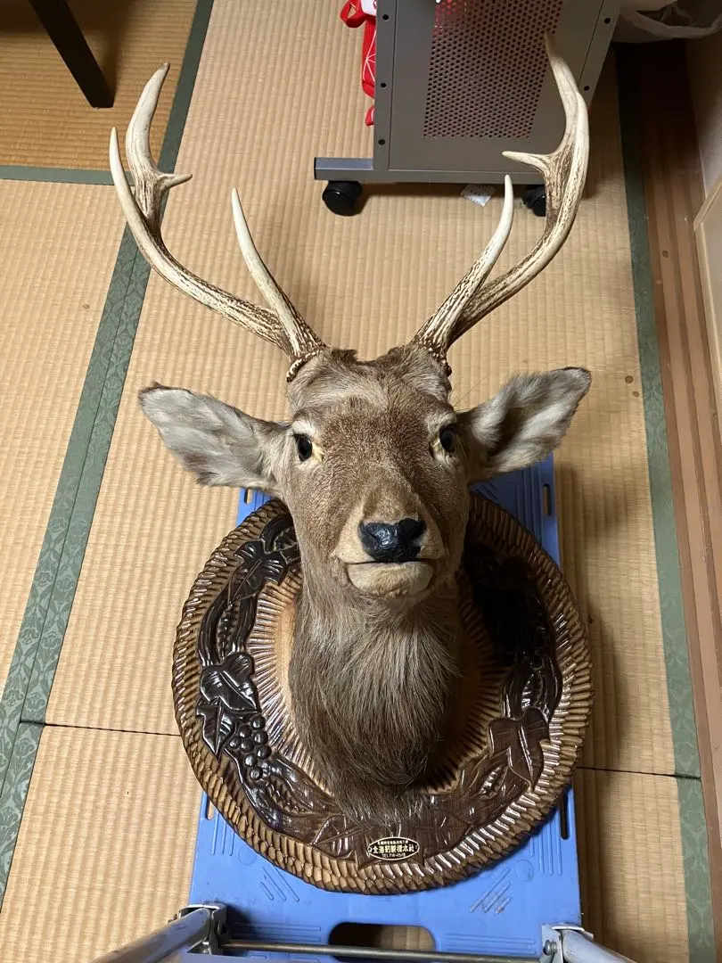 2026年最新】鹿剥製 壁掛けの人気アイテム - メルカリ