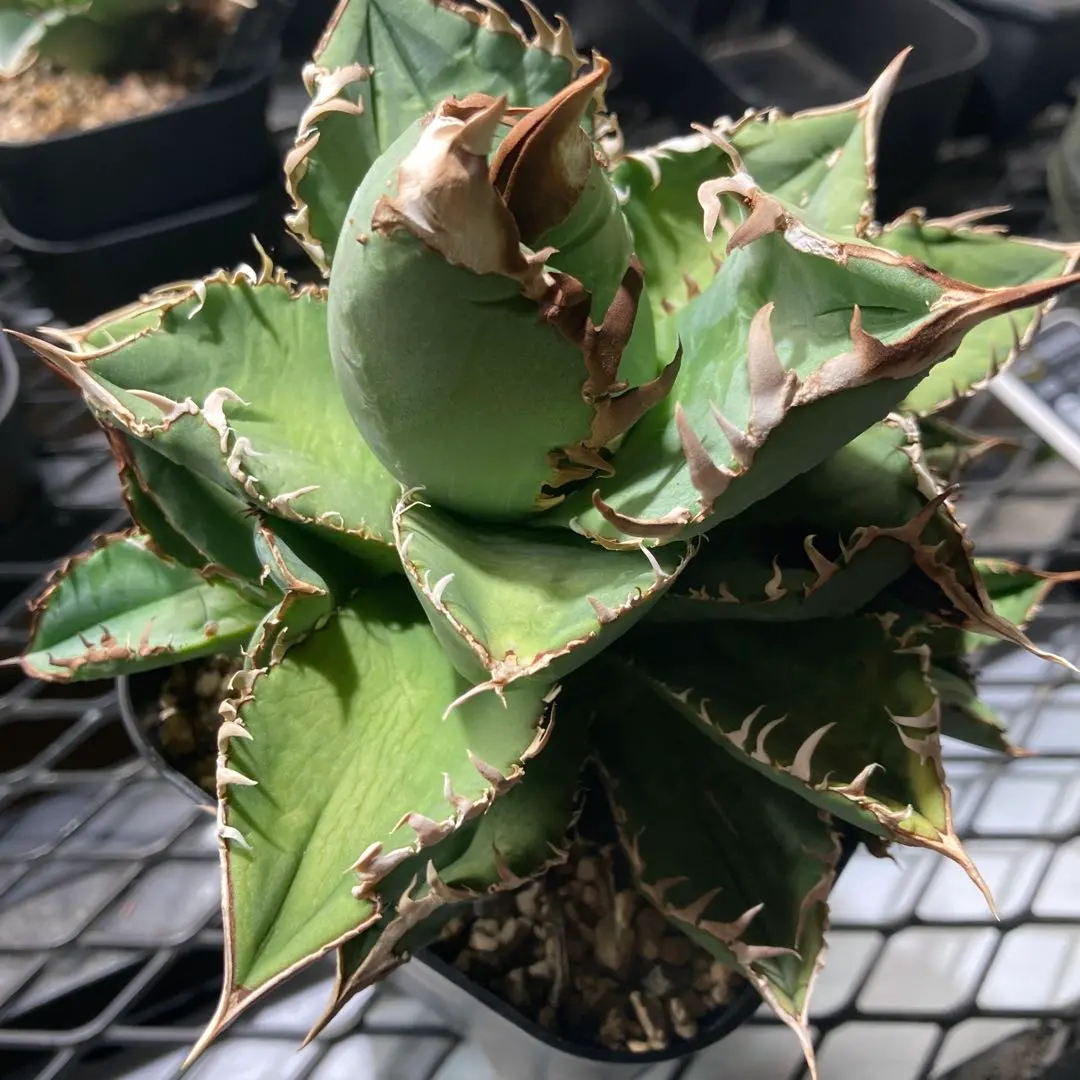 2026年最新】包心龍の人気アイテム - メルカリ