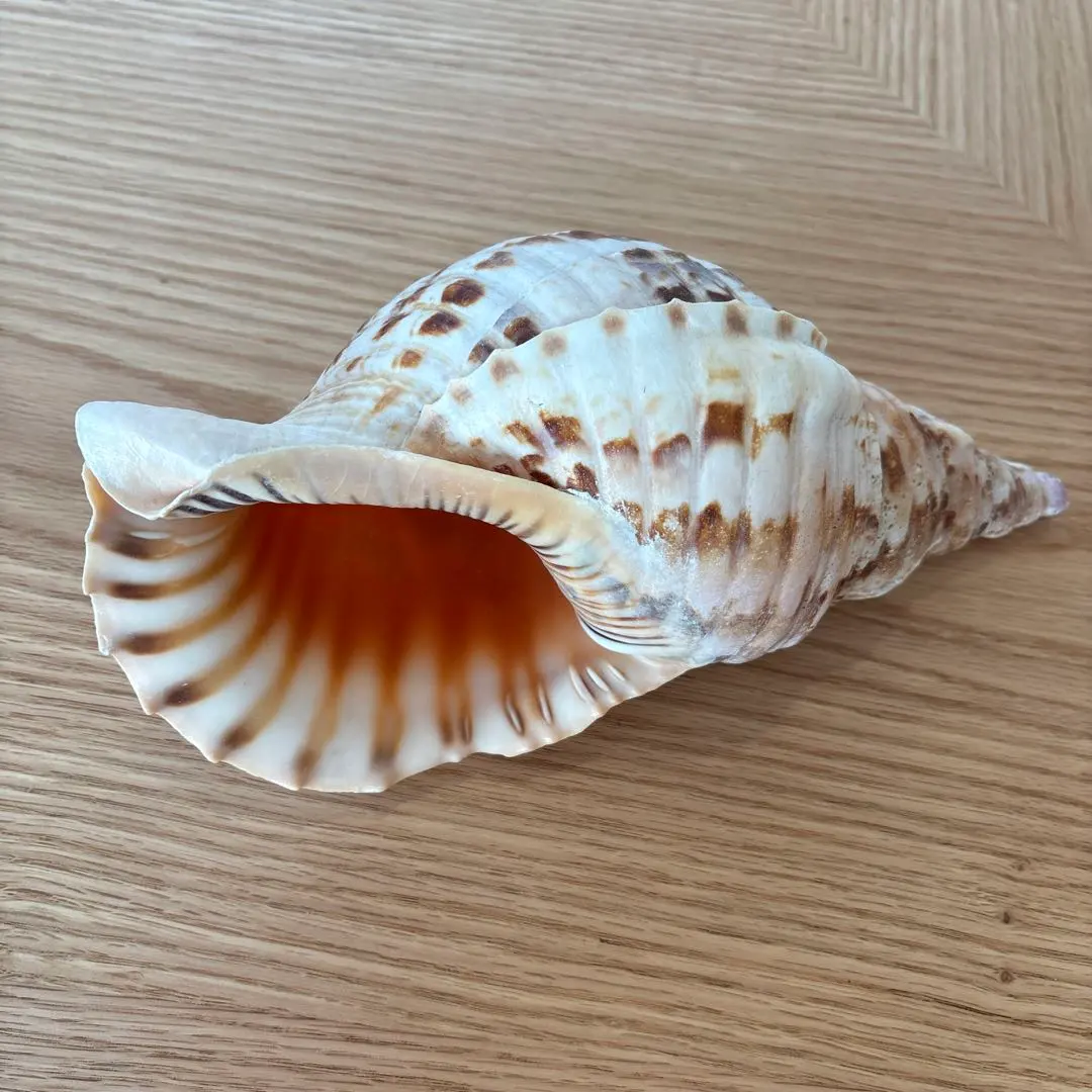 2026年最新】法螺貝標本の人気アイテム - メルカリ