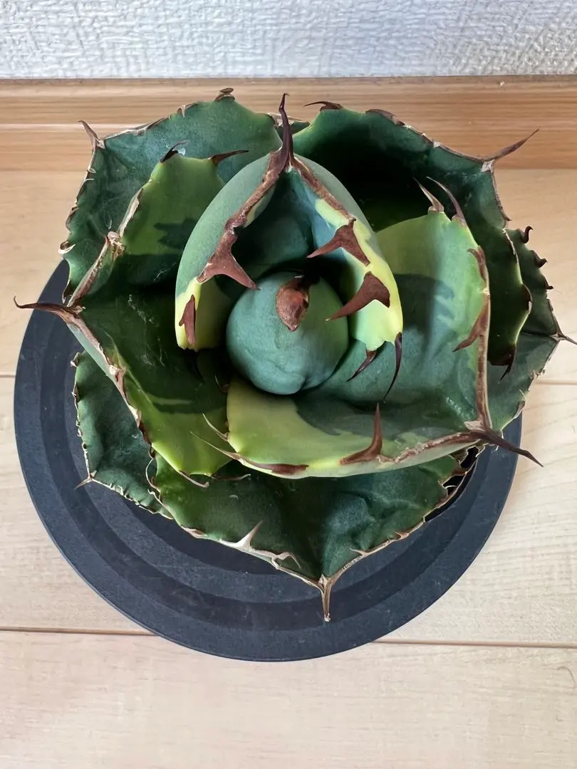 2026年最新】ジャガーノート錦の人気アイテム - メルカリ