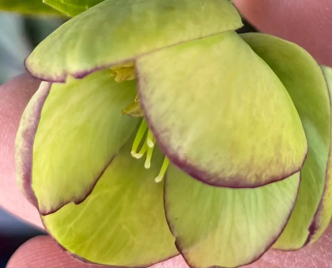 2026年最新】大木ナーサリー クリスマスローズの人気アイテム - メルカリ