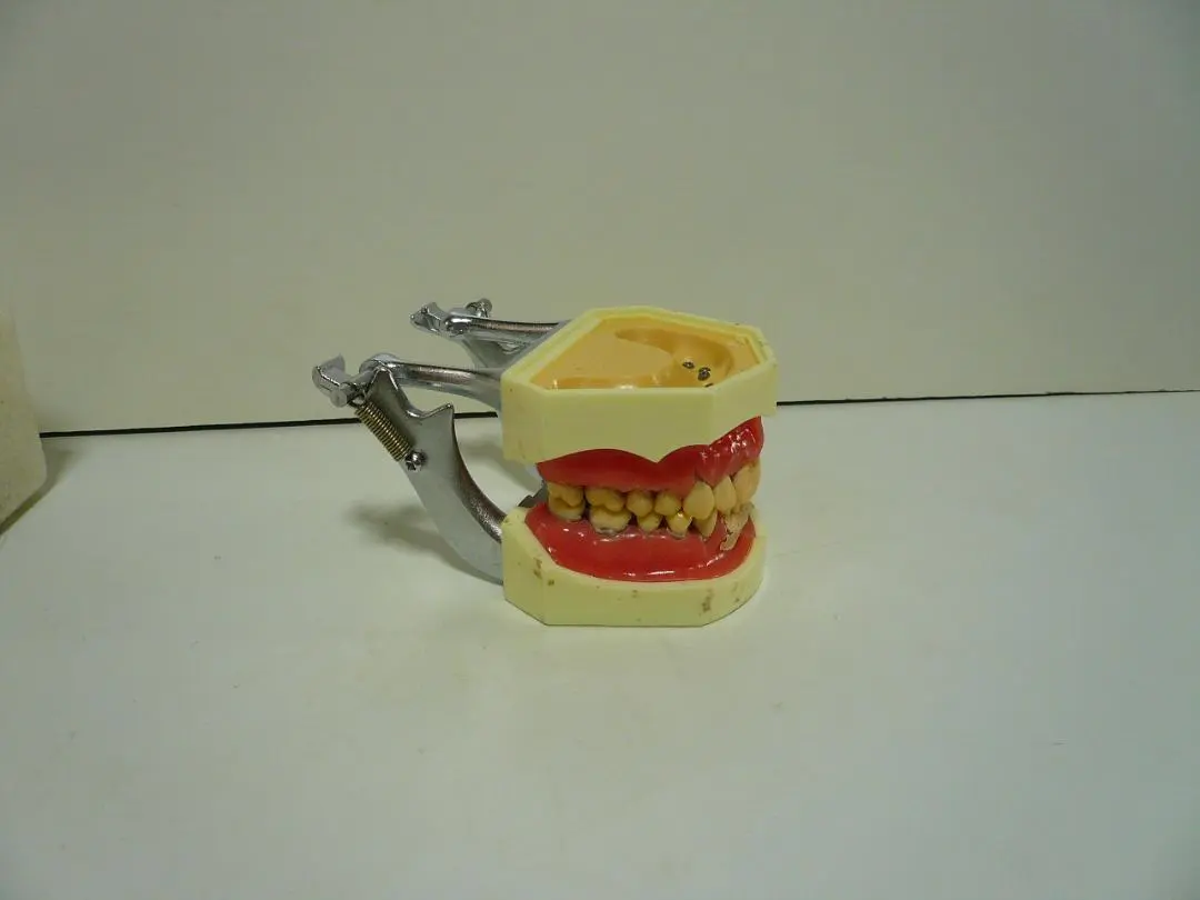 2026年最新】顎模型 歯科衛生士の人気アイテム - メルカリ