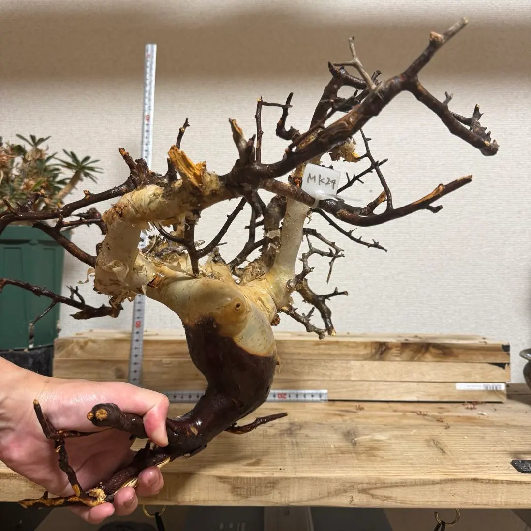 2026年最新】コミフォラ カタフ ピュアの人気アイテム - メルカリ