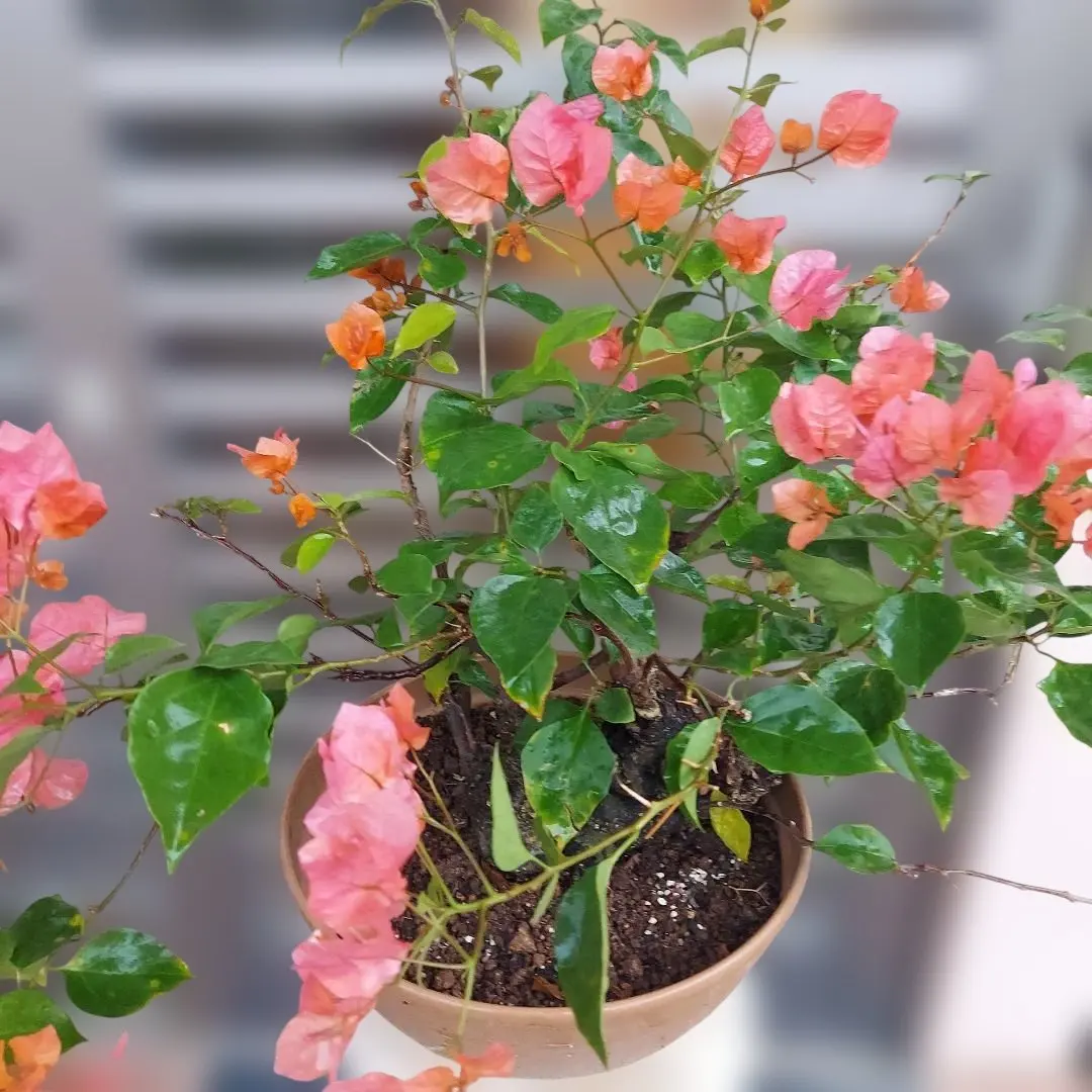 2026年最新】ブーゲンビリア 盆栽の人気アイテム - メルカリ