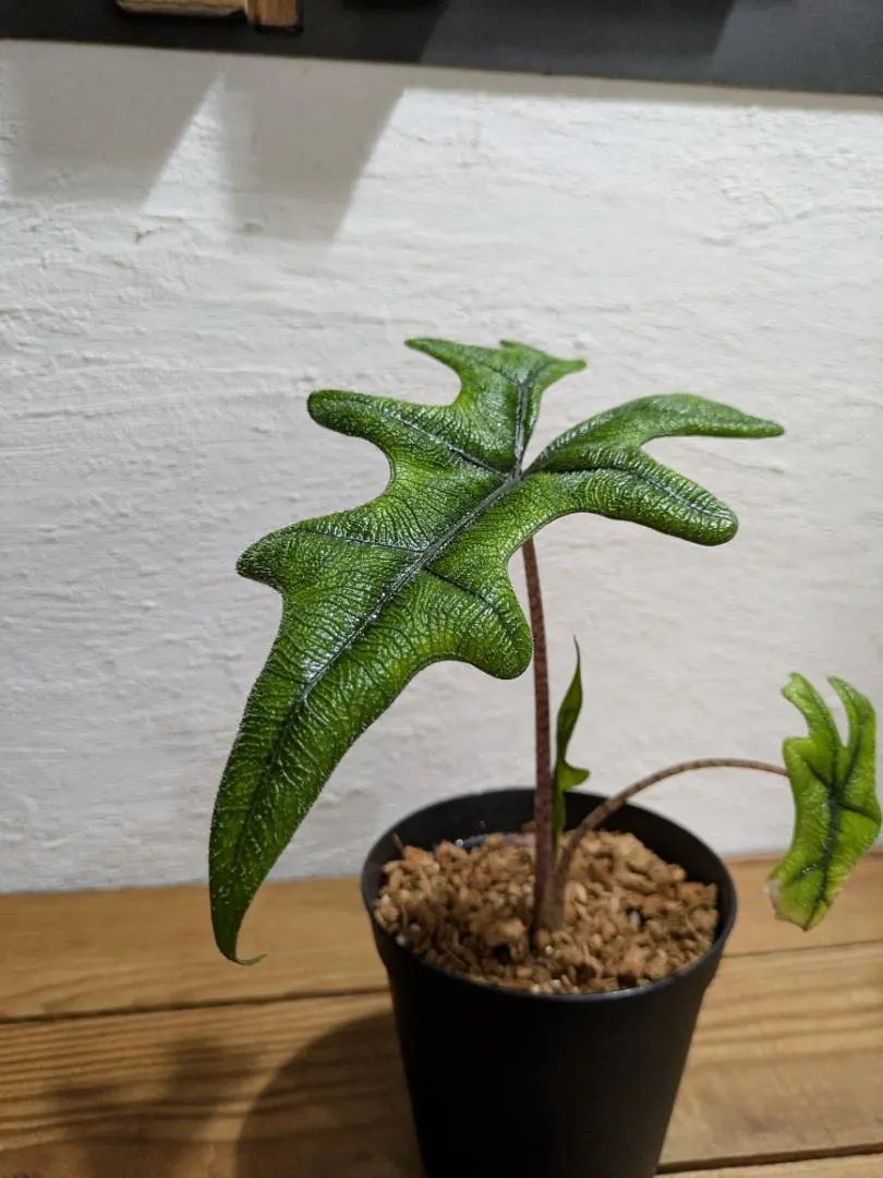 2026年最新】アロカシア ジャックリンの人気アイテム - メルカリ