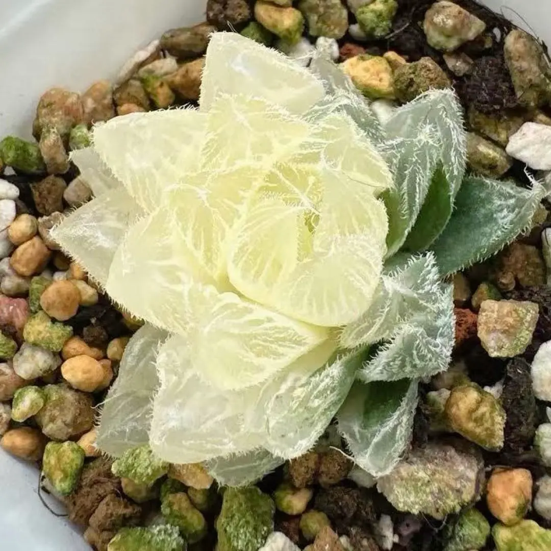 2026年最新】白狐伝 ハオルチアの人気アイテム - メルカリ