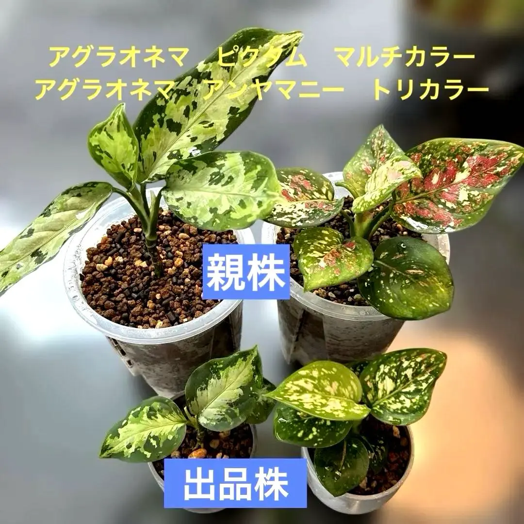 2026年最新】アグラオネマ ピクタム マルチカラーの人気アイテム