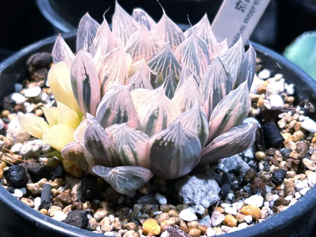 2026年最新】白蛇伝 ハオルチアの人気アイテム - メルカリ