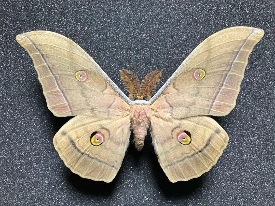 2026年最新】ヤママユ 昆虫標本の人気アイテム - メルカリ
