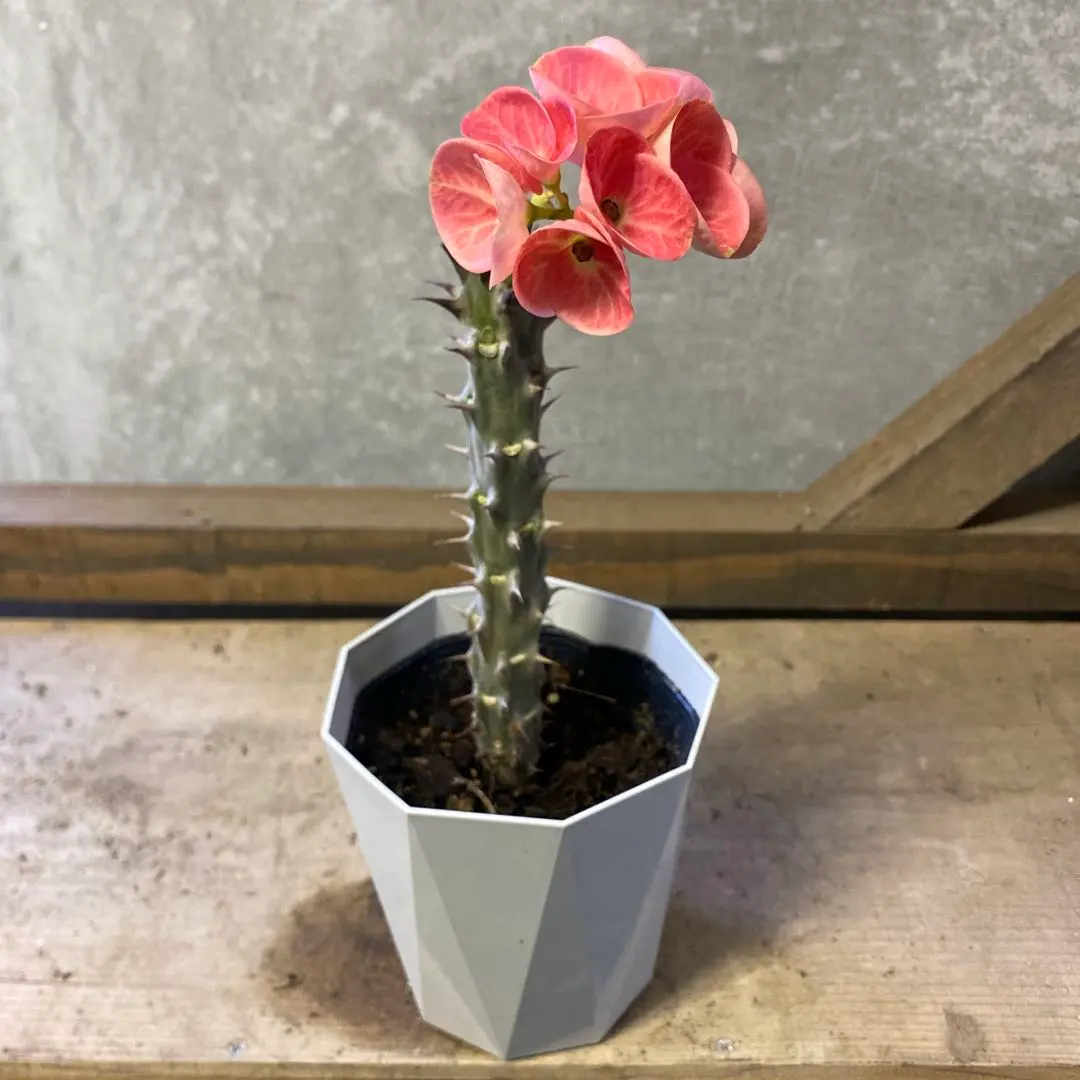 2026年最新】花キリン 八福神の人気アイテム - メルカリ