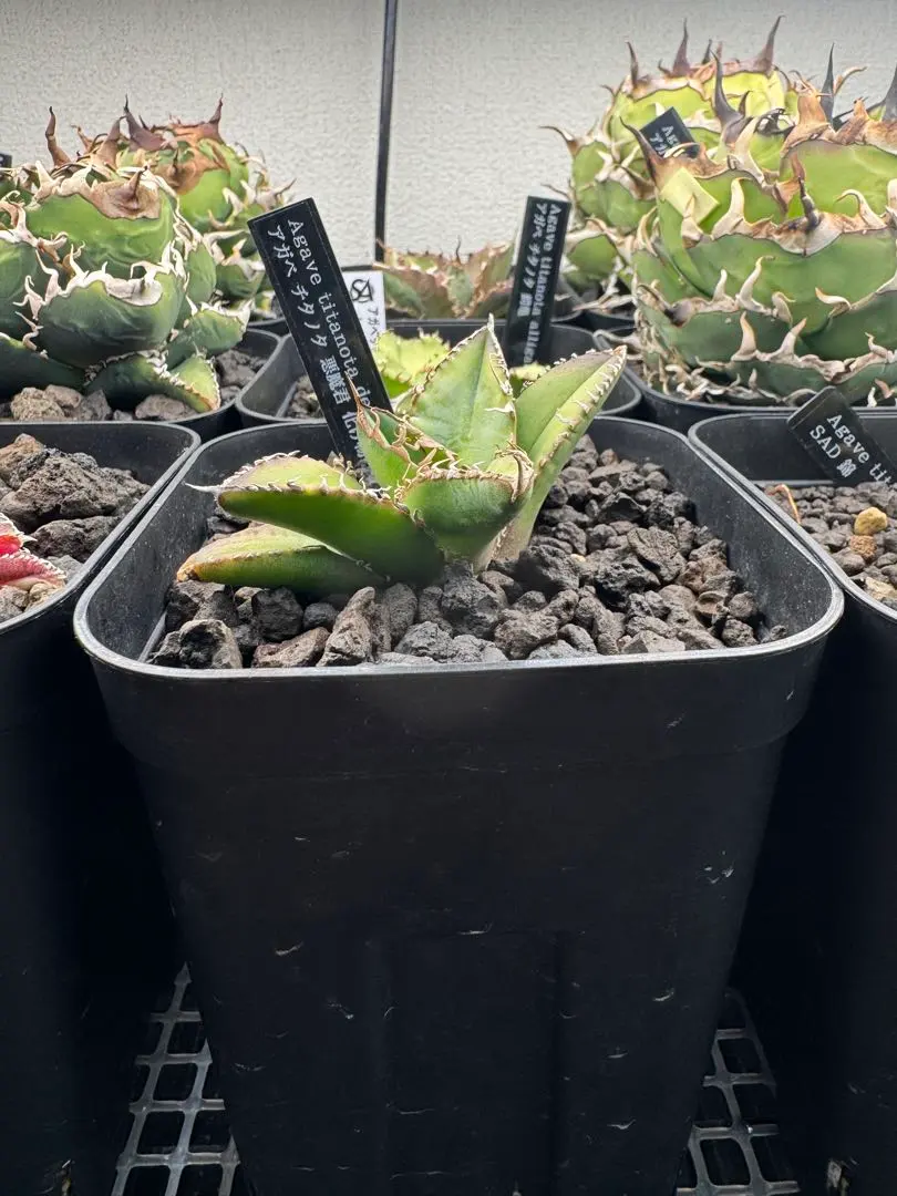 2026年最新】goodtanikuの人気アイテム - メルカリ