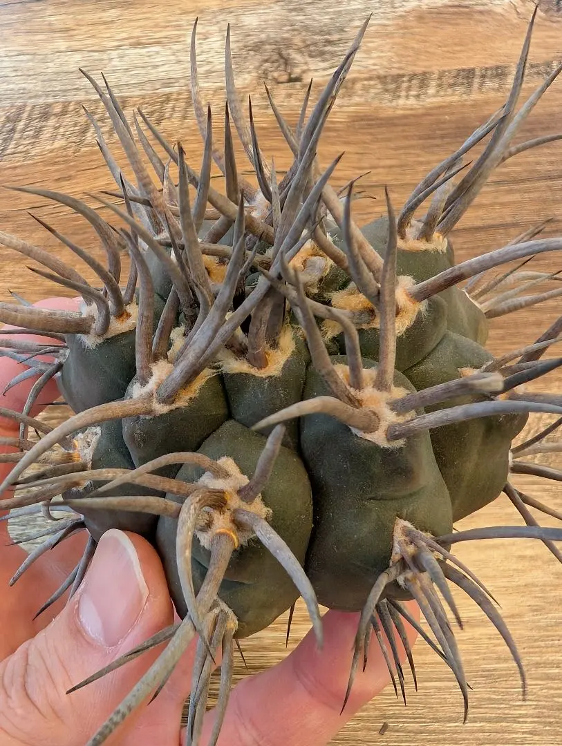 2026年最新】守金魔天竜の人気アイテム - メルカリ