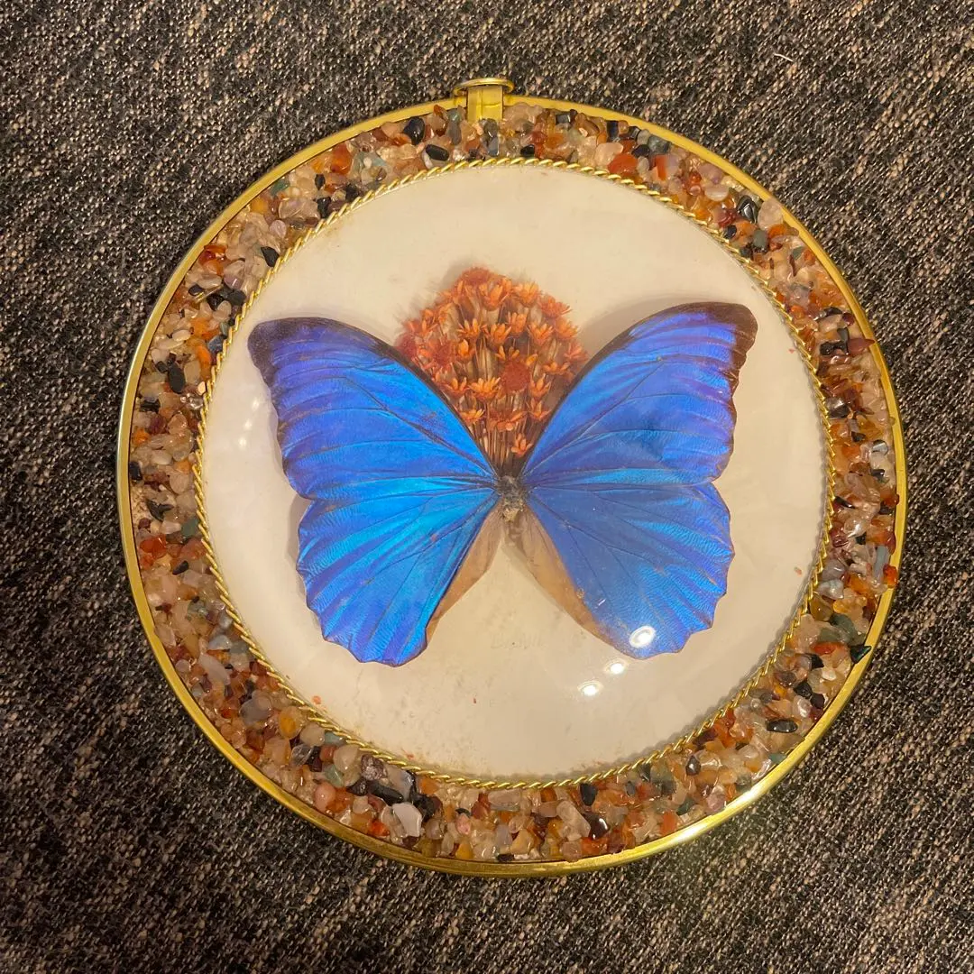 2026年最新】モルフォ蝶 アートの人気アイテム - メルカリ