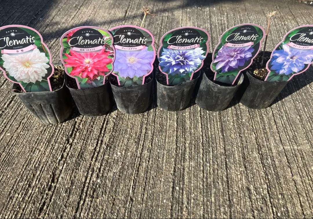 2026年最新】クレマチス 流星 苗の人気アイテム - メルカリ
