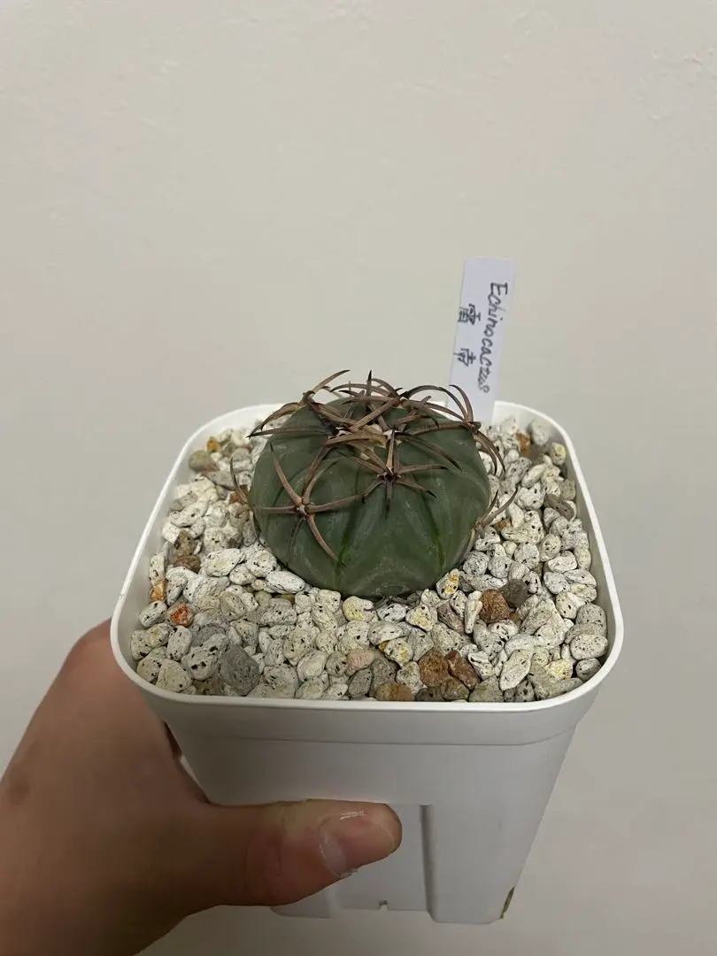 2026年最新】エキノカクタス雷帝の人気アイテム - メルカリ