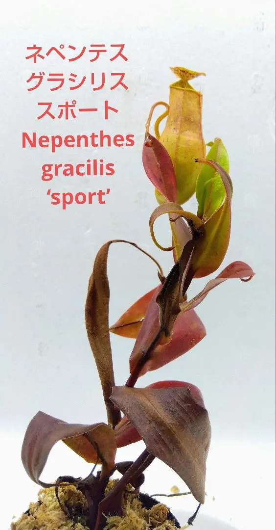 2026年最新】ネペンテス アンプラリアの人気アイテム - メルカリ