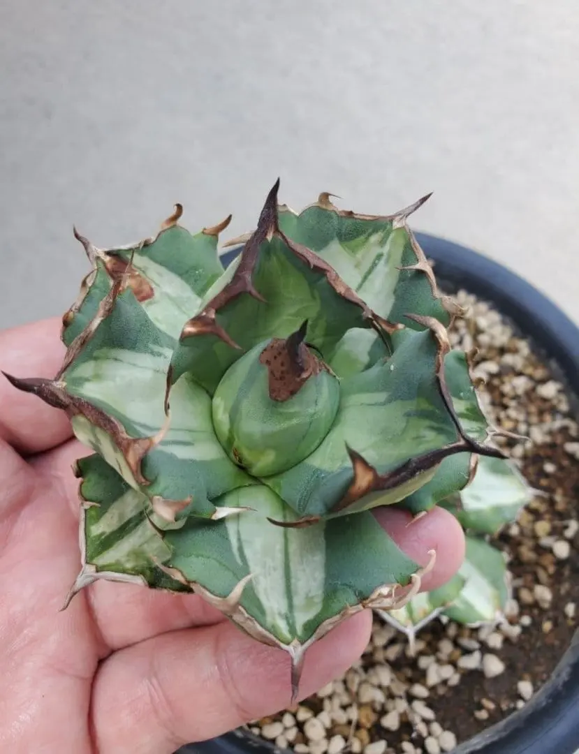 2026年最新】厳竜錦の人気アイテム - メルカリ