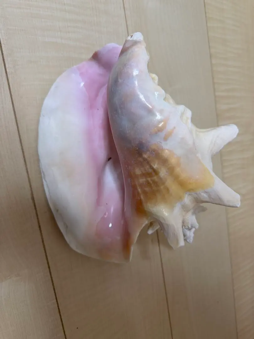 2026年最新】ピンク法螺貝の人気アイテム - メルカリ