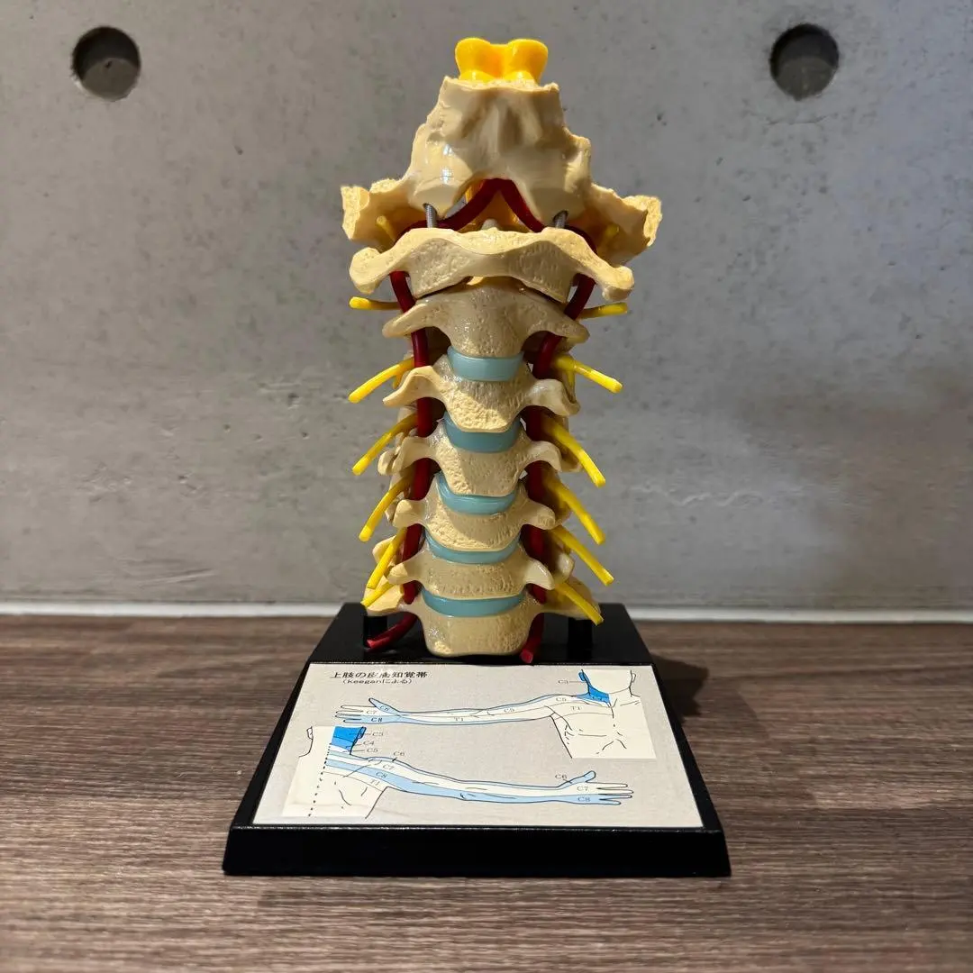 2026年最新】カイロプラクティック模型の人気アイテム - メルカリ