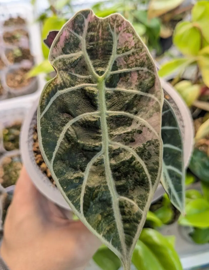 2026年最新】ワトソニアの人気アイテム - メルカリ