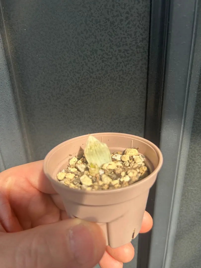 2026年最新】白蛇伝 ハオルチアの人気アイテム - メルカリ