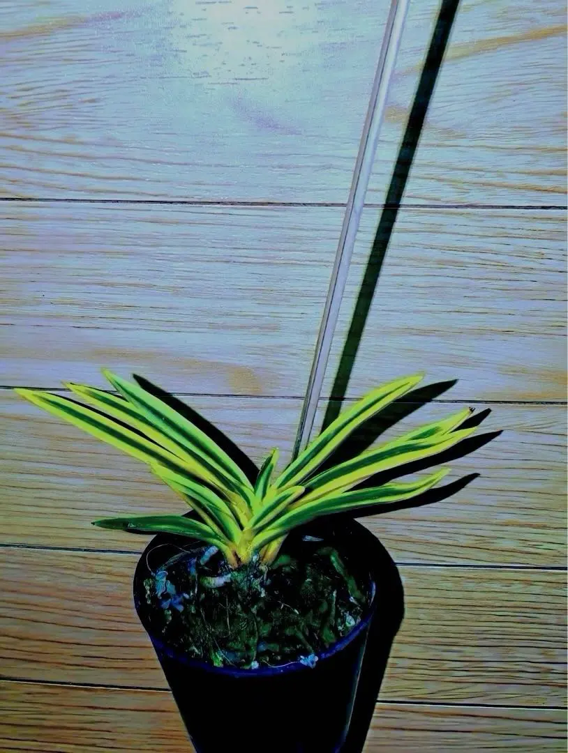 2026年最新】羆 富貴蘭の人気アイテム - メルカリ